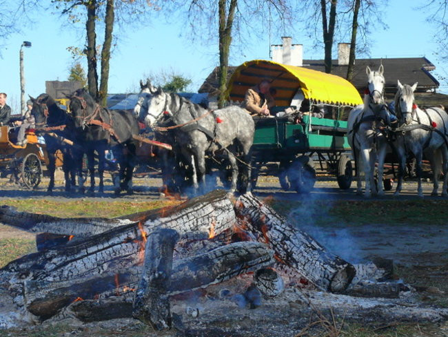 Za lisem w Bukówcu (zdjęcia)