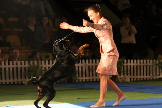 Jubileuszowa wystawa psich championów (zdjęcia)