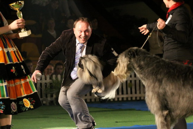 Jubileuszowa wystawa psich championów (zdjęcia)