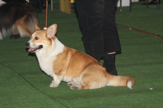 Jubileuszowa wystawa psich championów (zdjęcia)