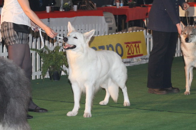 Jubileuszowa wystawa psich championów (zdjęcia)