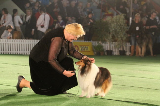 Jubileuszowa wystawa psich championów (zdjęcia)