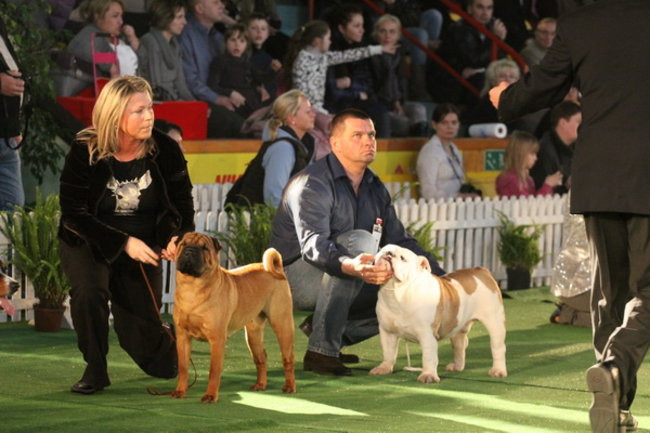 Jubileuszowa wystawa psich championów (zdjęcia)