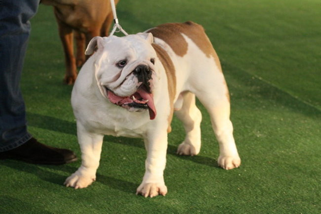 Jubileuszowa wystawa psich championów (zdjęcia)