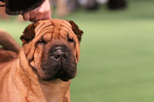 Jubileuszowa wystawa psich championów (zdjęcia)