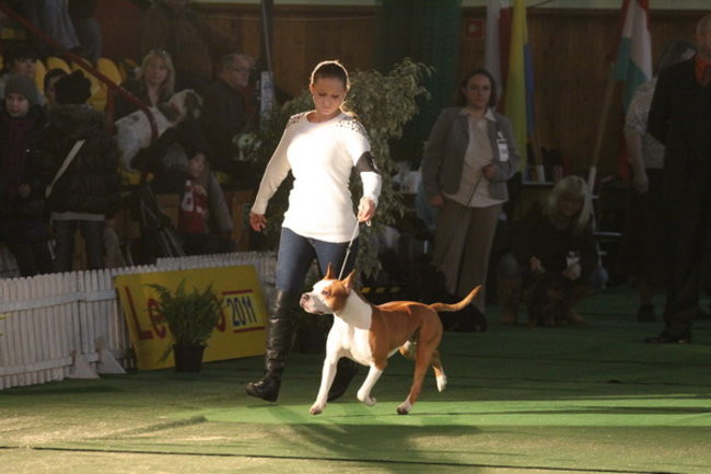 Jubileuszowa wystawa psich championów (zdjęcia)