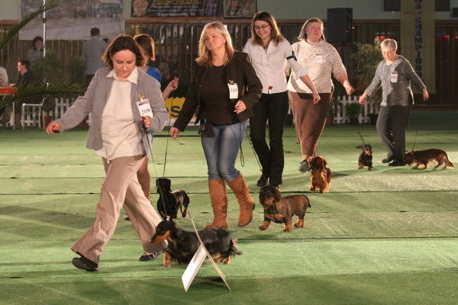 Jubileuszowa wystawa psich championów (zdjęcia)