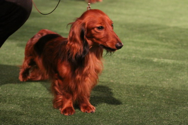 Jubileuszowa wystawa psich championów (zdjęcia)