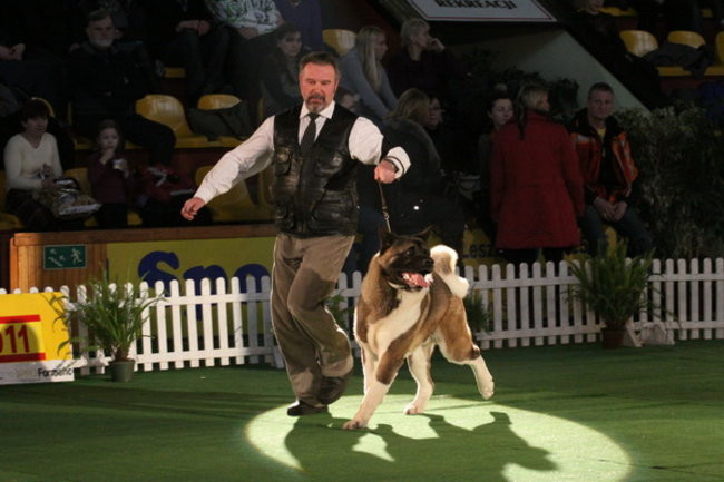 Jubileuszowa wystawa psich championów (zdjęcia)