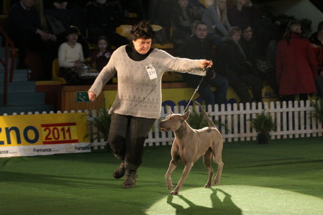 Jubileuszowa wystawa psich championów (zdjęcia)