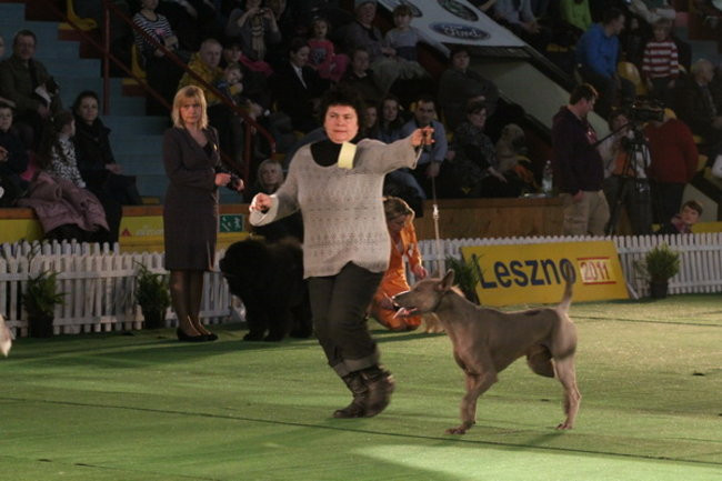 Jubileuszowa wystawa psich championów (zdjęcia)