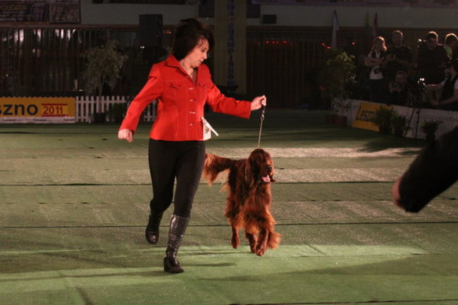 Jubileuszowa wystawa psich championów (zdjęcia)