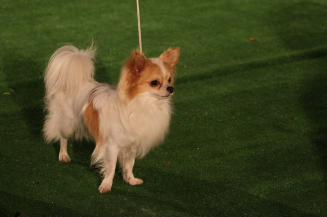 Jubileuszowa wystawa psich championów (zdjęcia)