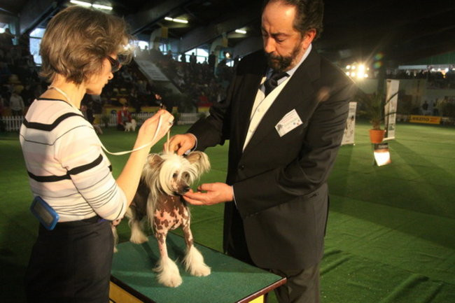 Jubileuszowa wystawa psich championów (zdjęcia)