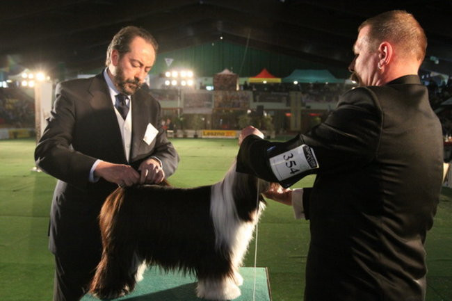 Jubileuszowa wystawa psich championów (zdjęcia)