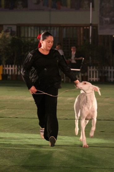 Jubileuszowa wystawa psich championów (zdjęcia)