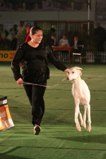 Jubileuszowa wystawa psich championów (zdjęcia)