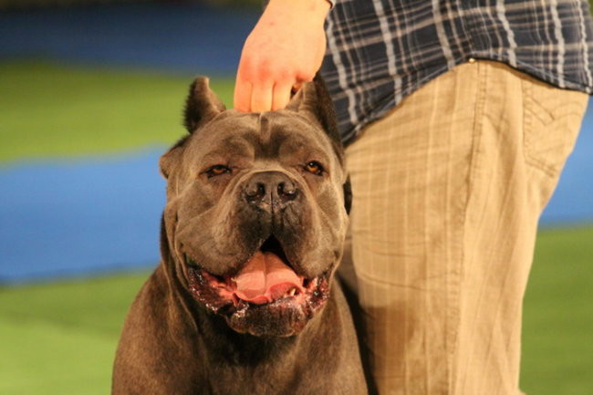 Jubileuszowa wystawa psich championów (zdjęcia)