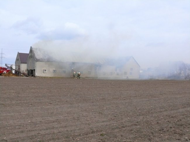 Pożar chlewni w Święciechowie