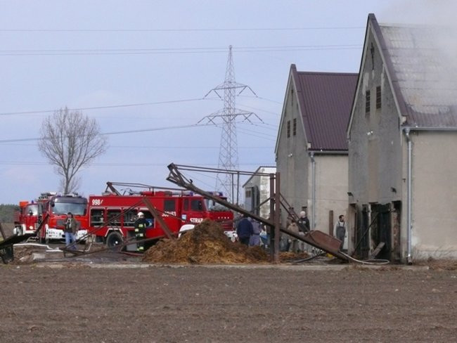 Pożar chlewni w Święciechowie