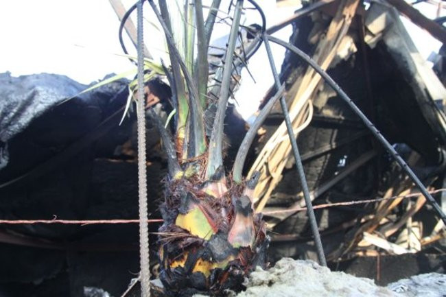 Po pawilonie zostały zgliszcza (zdjęcia)