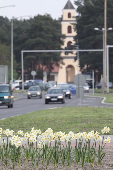 Tulipany w pełnej krasie (zdjęcia)