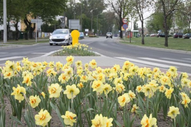 Tulipany w pełnej krasie (zdjęcia)
