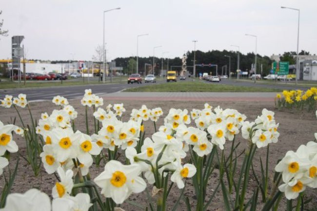 Tulipany w pełnej krasie (zdjęcia)