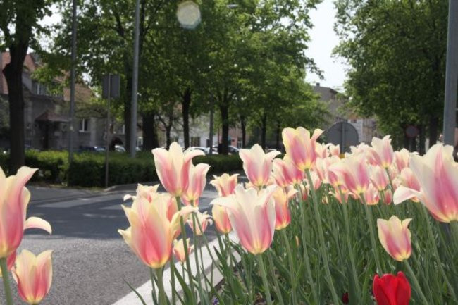 Tulipany w pełnej krasie (zdjęcia)