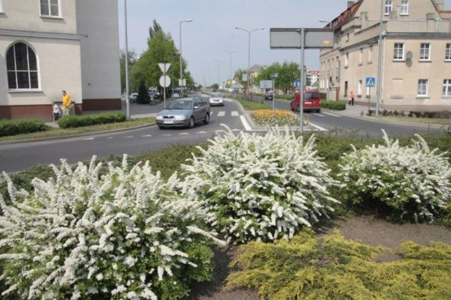 Tulipany w pełnej krasie (zdjęcia)