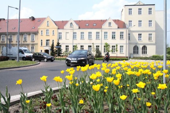 Tulipany w pełnej krasie (zdjęcia)