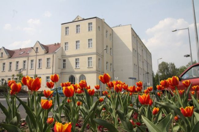 Tulipany w pełnej krasie (zdjęcia)