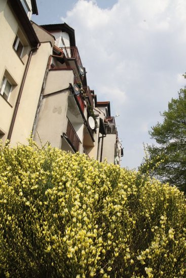 Tulipany w pełnej krasie (zdjęcia)