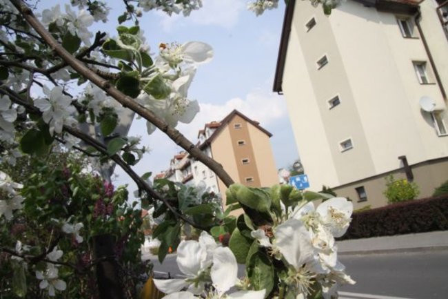 Tulipany w pełnej krasie (zdjęcia)