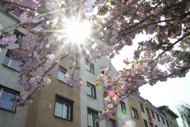 Tulipany w pełnej krasie (zdjęcia)