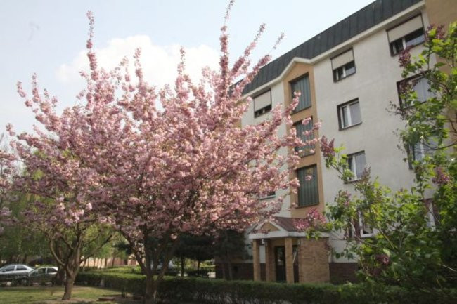 Tulipany w pełnej krasie (zdjęcia)