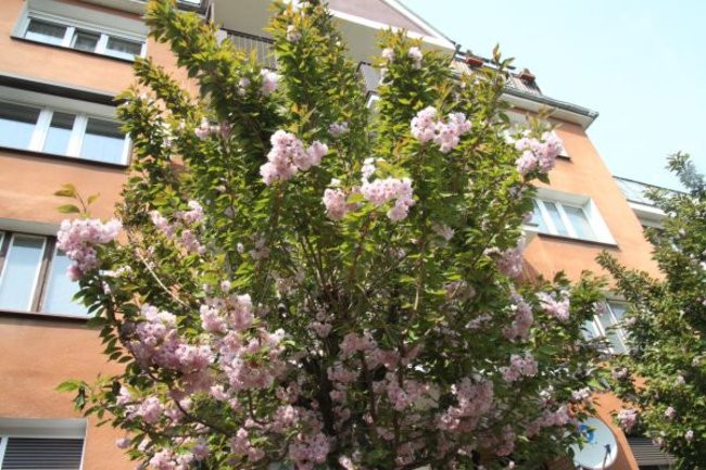 Tulipany w pełnej krasie (zdjęcia)