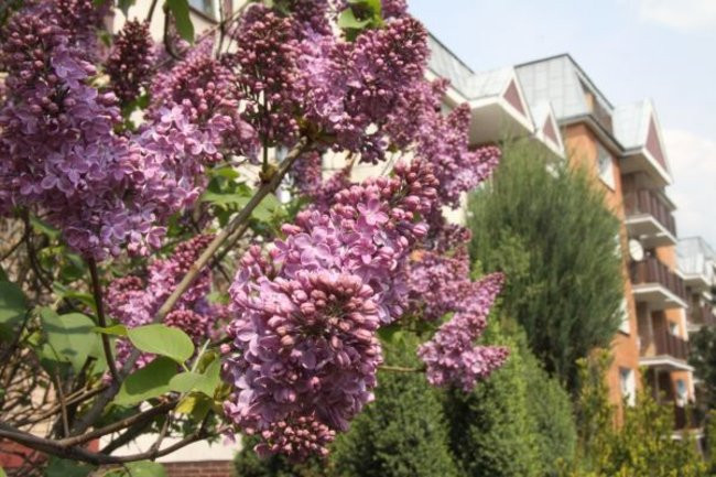 Tulipany w pełnej krasie (zdjęcia)