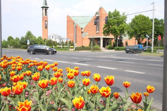 Tulipany w pełnej krasie (zdjęcia)