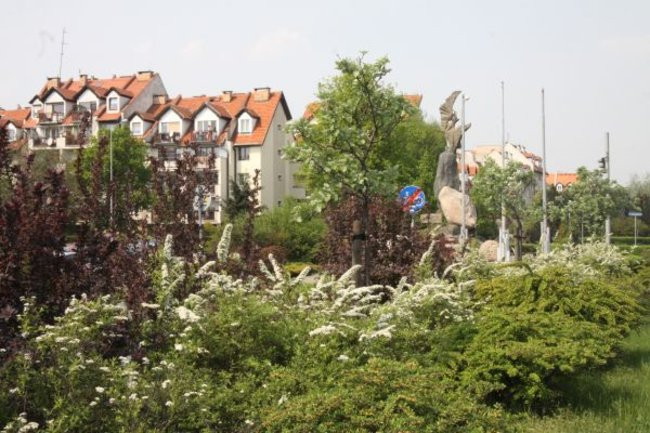 Tulipany w pełnej krasie (zdjęcia)