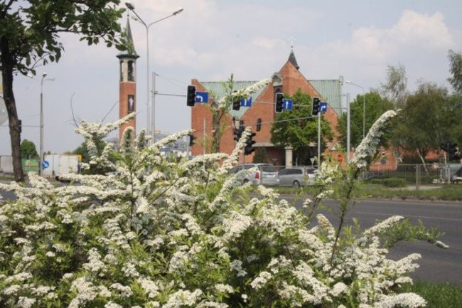 Tulipany w pełnej krasie (zdjęcia)