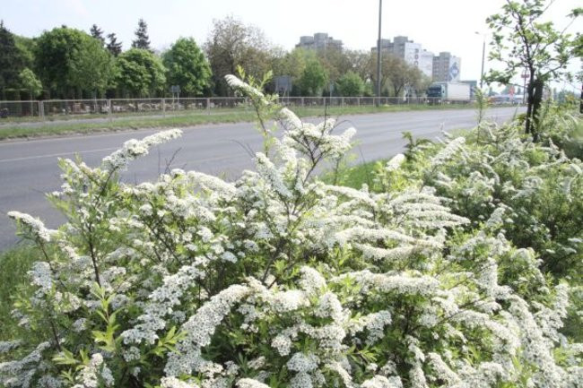 Tulipany w pełnej krasie (zdjęcia)