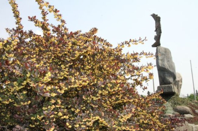 Tulipany w pełnej krasie (zdjęcia)