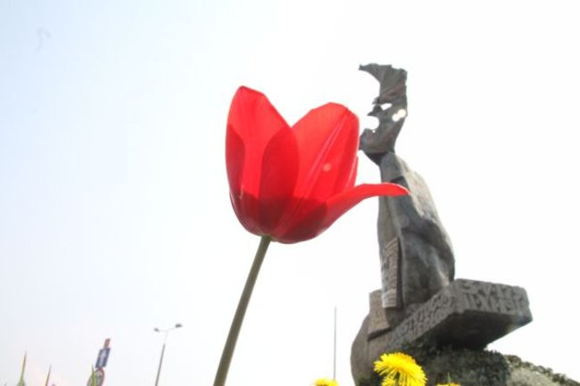 Tulipany w pełnej krasie (zdjęcia)