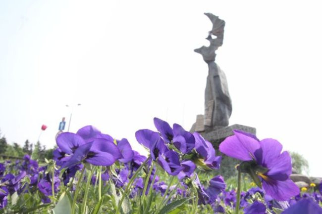 Tulipany w pełnej krasie (zdjęcia)