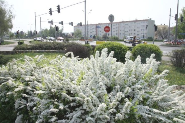 Tulipany w pełnej krasie (zdjęcia)