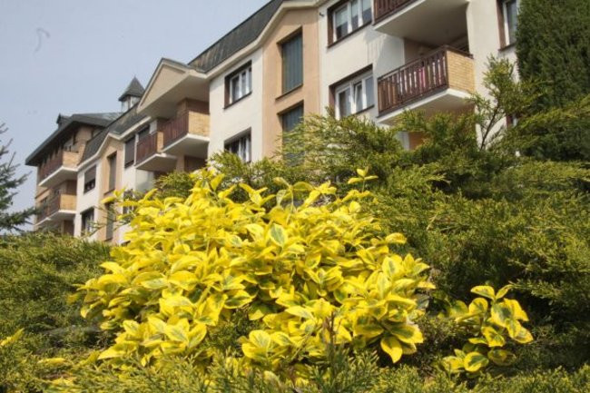 Tulipany w pełnej krasie (zdjęcia)