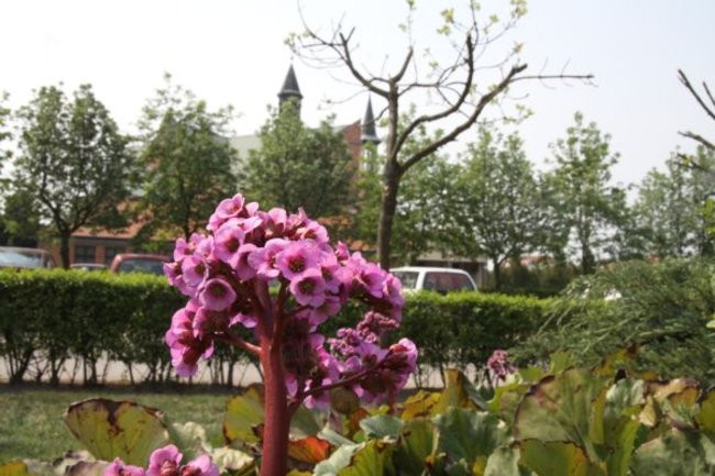 Tulipany w pełnej krasie (zdjęcia)