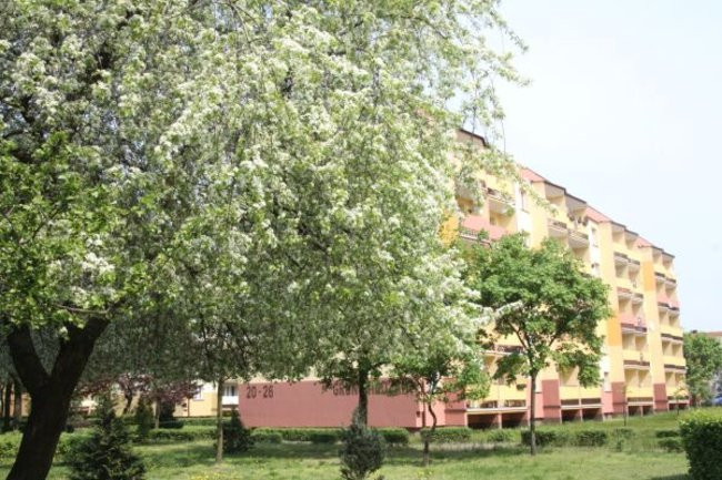 Tulipany w pełnej krasie (zdjęcia)