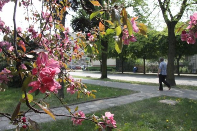 Tulipany w pełnej krasie (zdjęcia)